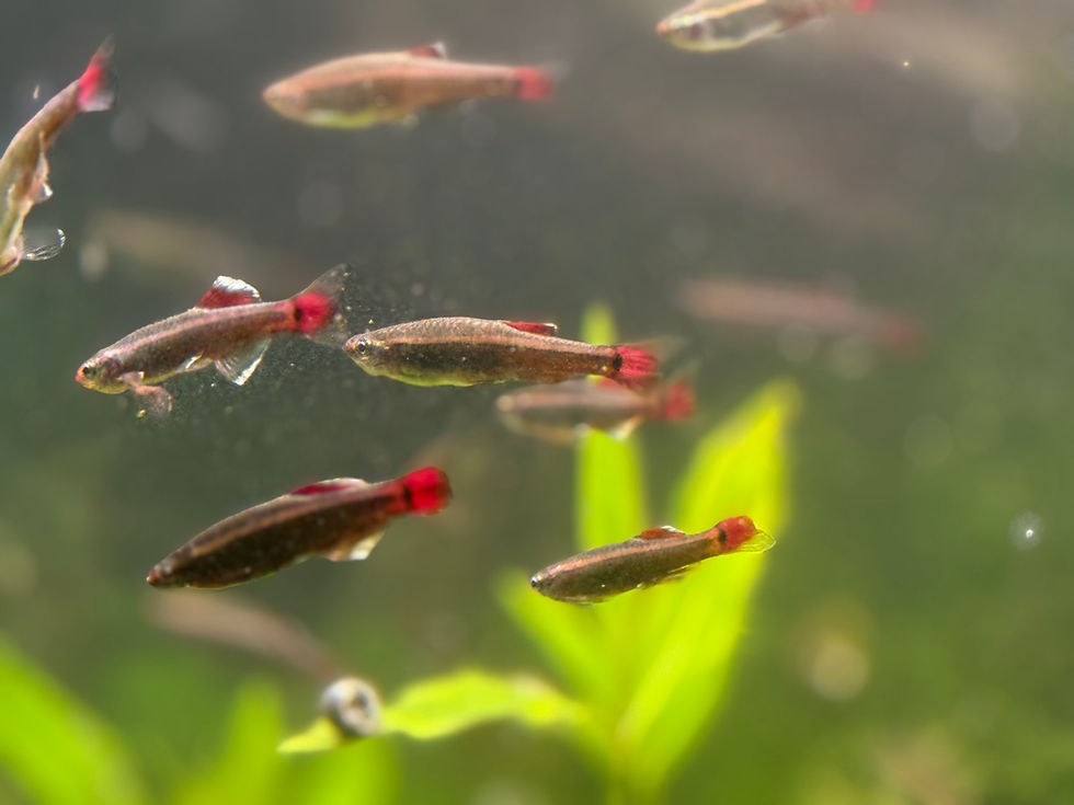 School of healthy White Cloud Mountain Minnows bred and raised by Magnolia Aquatics Company for freshwater aquariums.