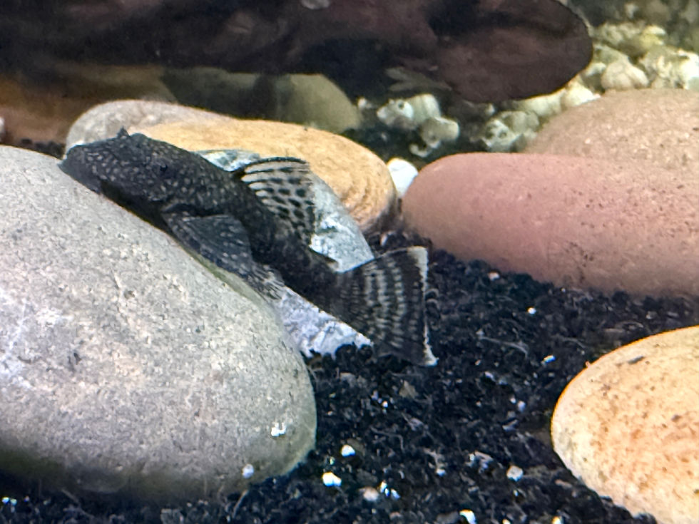 Healthy Chocolate Bristlenose Pleco home-raised by Magnolia Aquatics Company in Mississippi.