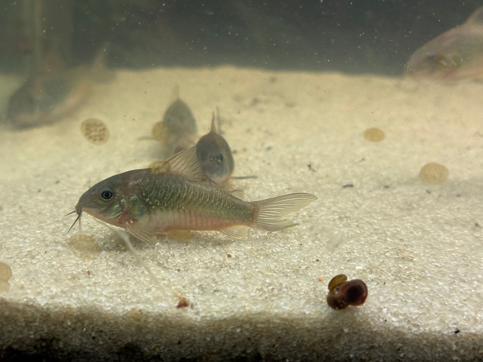 Healthy Emerald Green Corydoras catfish home-raised by Magnolia Aquatics Company in Mississippi.