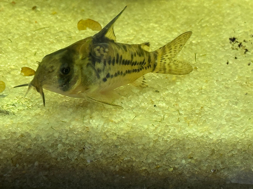 Healthy Blackfin Corydoras catfish home-raised by Magnolia Aquatics Company in Mississippi.