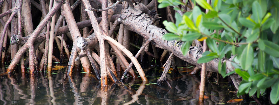 Mangrove trees grow in the ocean somewhe