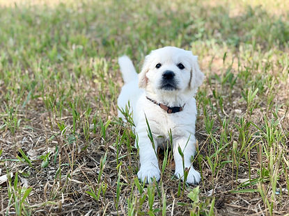5 Weeks