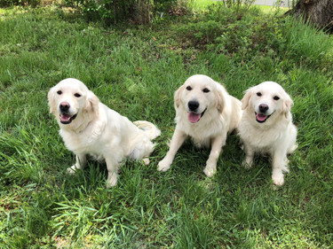 stone mountain ranch puppies