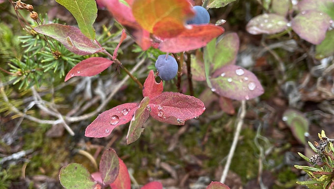 Cascade Blueberry (Vaccinium deliciosum)
