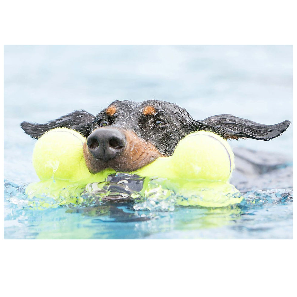 Thumbnail: AIRDOG SQUEAKER DUMBELL