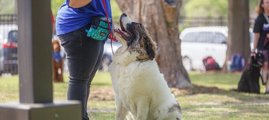 Pyrenean mastiff looking at handler