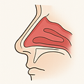 Obstrucao Nasal Nariz Perfil