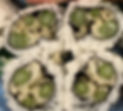 M20.ASPARAGUS MAKI