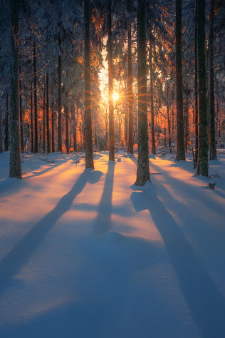 A red sunrise throwing ling shadows in the woodland of Taunus/Germany.