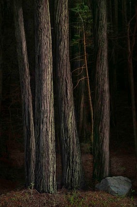 Waldfotografie mit Redwood-Bäumen