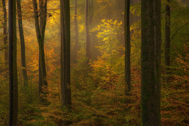 Golden woodland scene with light coming in from the side.