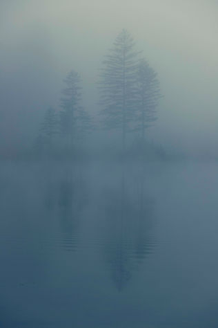 Trees at a lake shore in thick fog with warm sun light coming through