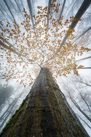 Woodland image of a tree with red leafs in autumn, tilting the camera upwards.
