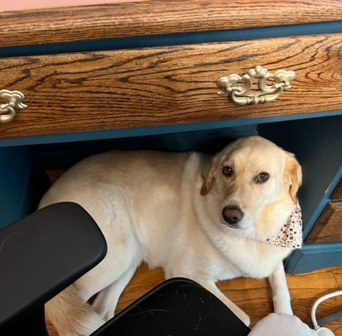 A golden labrador rests under its owner's desk, looking up as if hoping to play.