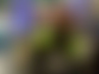 Photo blog: March For Australia as it happened