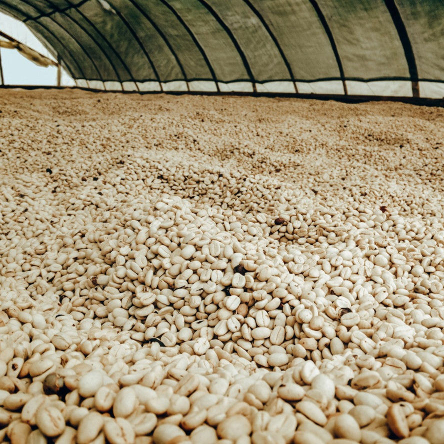Colombia El Paraiso Anaerobic Lychee 形象照