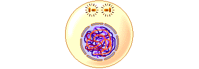 MEIOSIS ANIMADA.gif