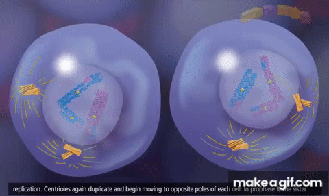 Xour9t.gif