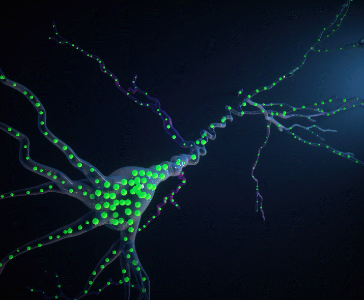 Celulas-imagenes-HHMI-boyden-illustration_.gif