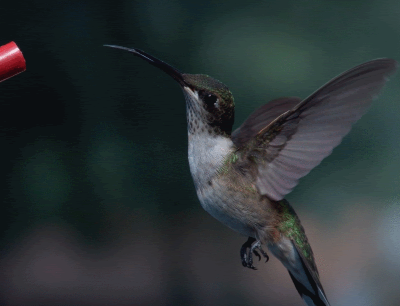 9149af59c8a0e9e74a7d0f06df3b8717.gif