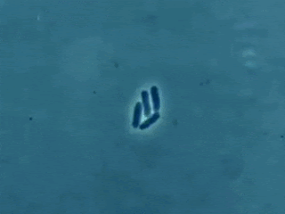 Div-Cel-binary fission.gif