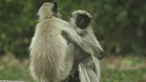 monkey-hug-14.gif
