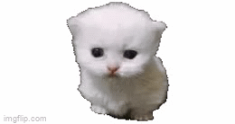 7tofy5.gif