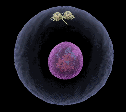 mitosis-gif-prophase-metaphase.gif