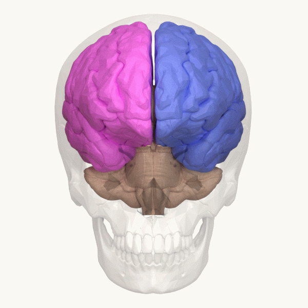 Cerebral_hemisphere_-_animation.gif