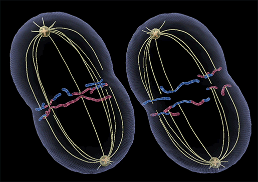 meiosis-gif-anaphase.gif