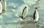 pinguino-imagen-animada-0137.gif