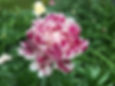 Thumbnail: Bulk Peony - Candy Stripe