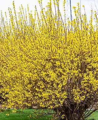 Forsythia - Lynwood Gold