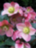 Hellebore - Merlin