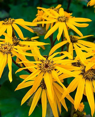 Ligularia - Othello