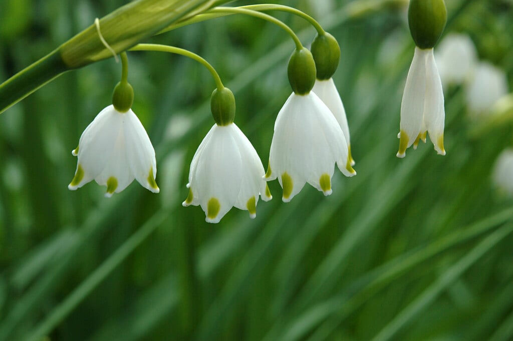Leucojum - Aestivum