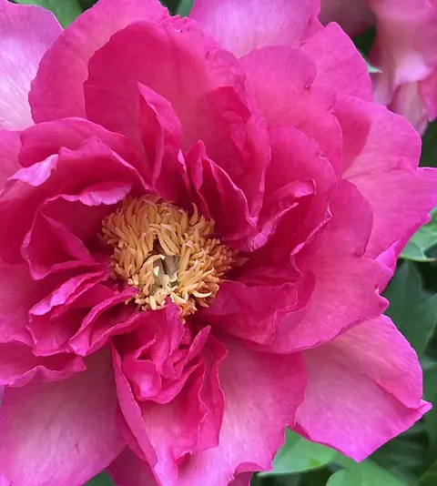 Peony - Itoh Noa Jolie | Canadian Gardener