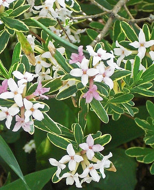 Daphne - Carol Mackie