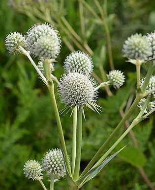 Rattlesnake Master