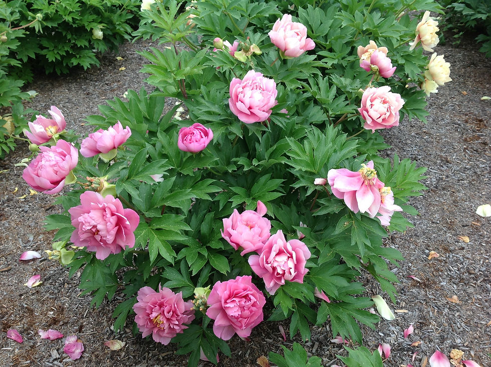 Thumbnail: Peony - Itoh Strawberry Swirl