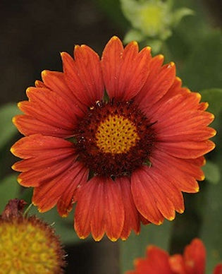 Blanket Flower - Arizona Red Shades