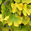 Thumbnail: Ginkgo - Magyar