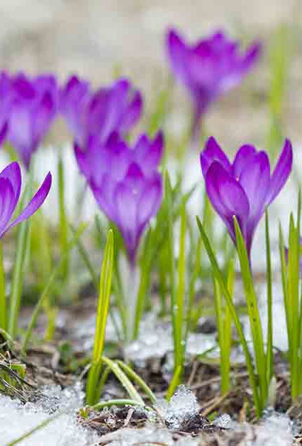 Crocus | Canadian Gardener