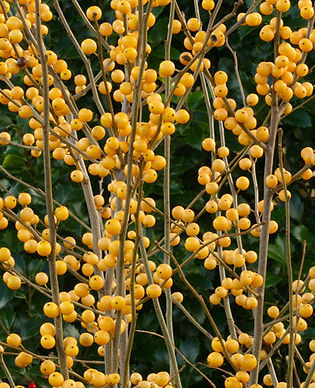 Winterberry, Female - Berry Heavy Gold