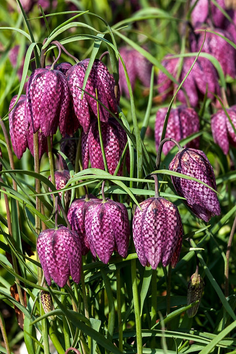 Fritillaria - Snake's Head | Canadian Gardener