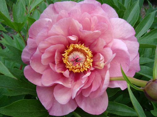 Peony - Itoh Double Bubble Pink | Canadian Gardener