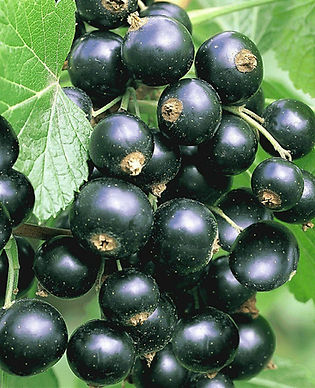 Currant, Black - Titania 
