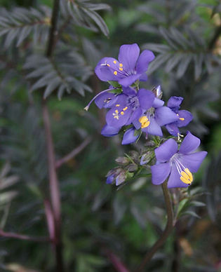 Jacobs Ladder - Purple Rain