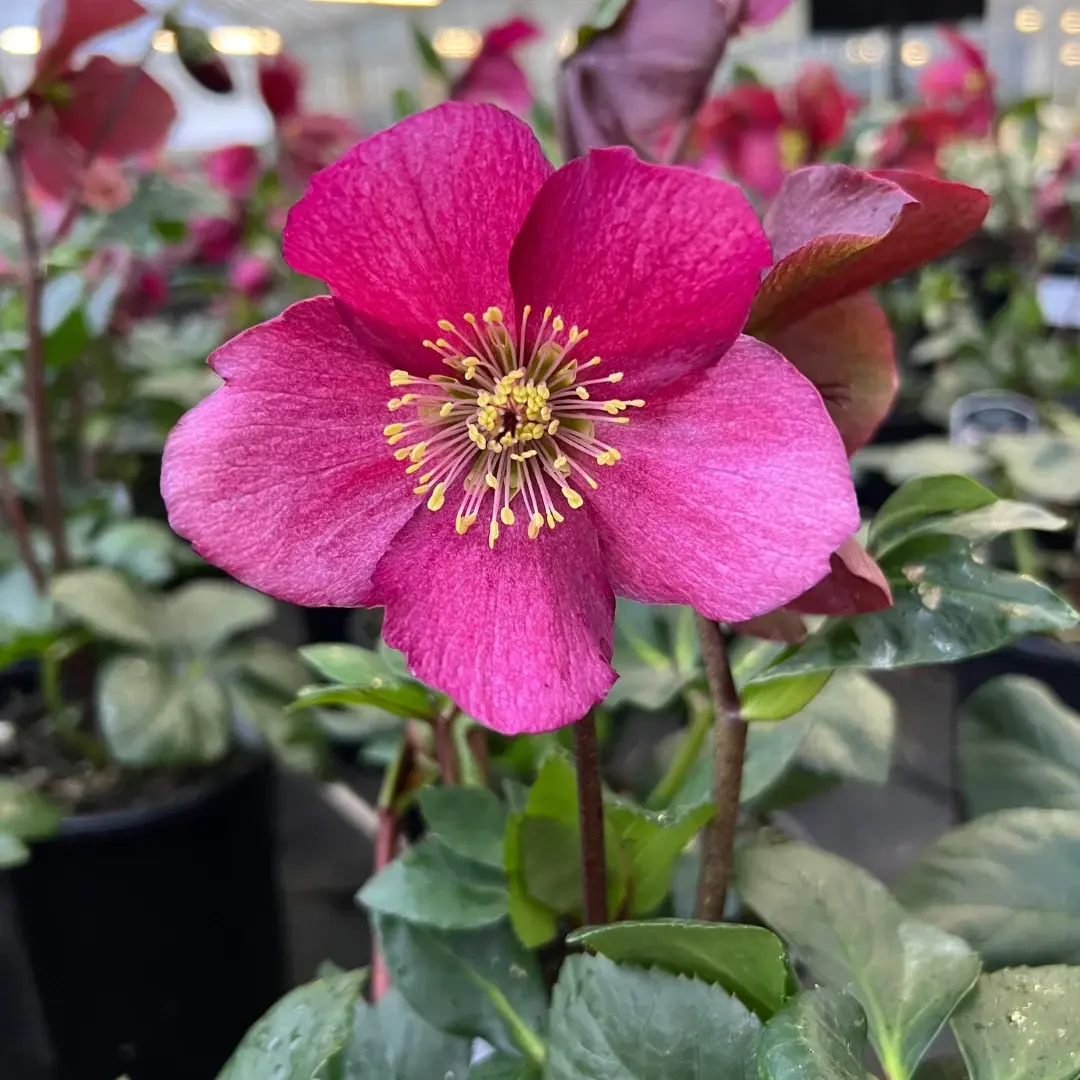 Hellebore - Leona