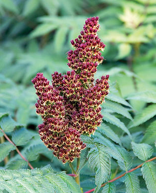 False Spirea - Cherry on Top